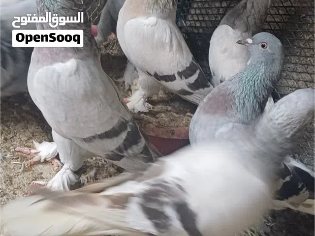 متاح حضيره تاكله جو 15 طرف تاكله 2 كوبيات زاجل بيع جمله لي عنده غرض يتصل