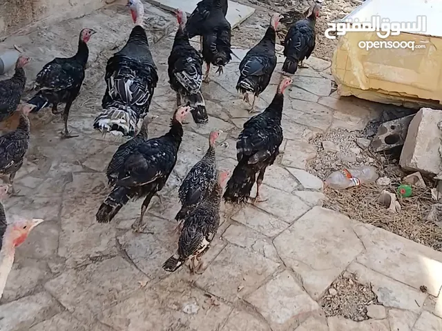 حبش بلدي البيع