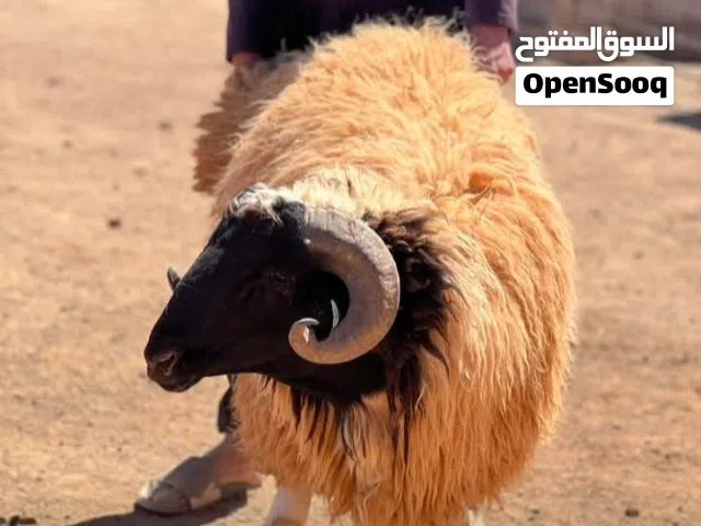 دبح خرفان للحجز ياتلحق يامتلحقش