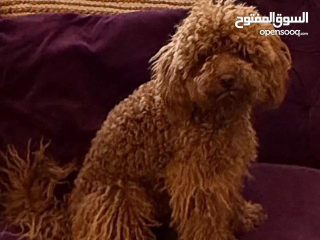 بودل للبيع