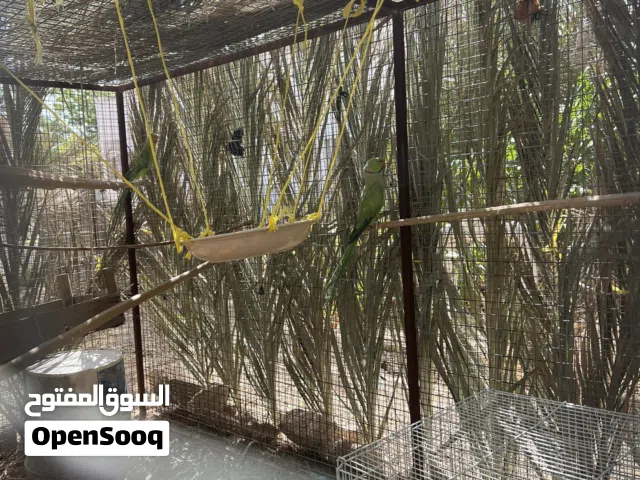 زوج دره مع سمان