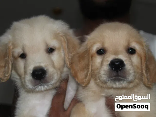 Golden Retriever Puppies for Adoption 3500 AED