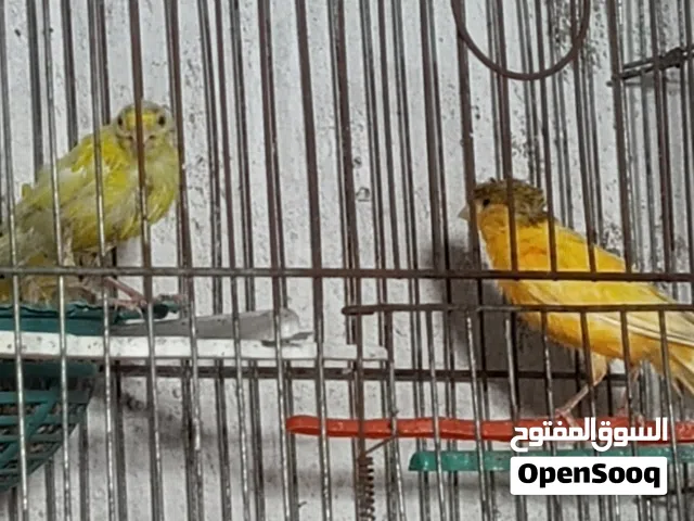 جوز كنار مع فحل جوز معه ثلاث بيضات