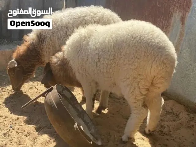 ساعي نضيف