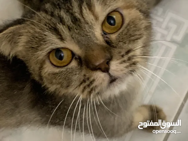 اناث لتبني لعوبين العمر سنه و شهرين سكوتج فولد لا يوجد توصيل