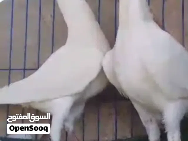 حمام هومر الماني