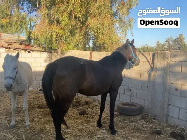 بسم الله ما شاء الله تبارك الرحمن  فرس عشار شهرين العمر 8 سنين لون اسود