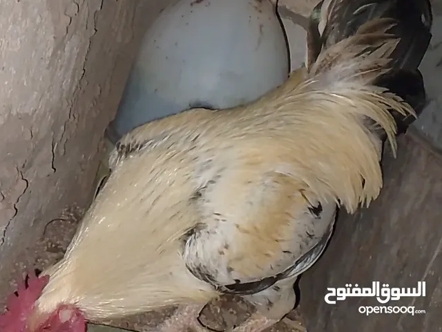 ديك كبير جدا بالصوره عمر سنتين للبيع يوجد ديك بعمر الثمانيه اشهر العدد 2 في سعر 8