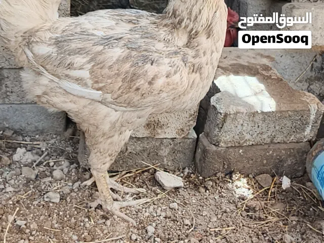 ديج يكفش ويعوعي ودجاجه بياضه لونها اشقر بس بيهه طين اشويه بياضه شرط