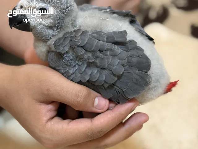 فرخ كاسكو إنتاج محلي - African gray parrots local breeding