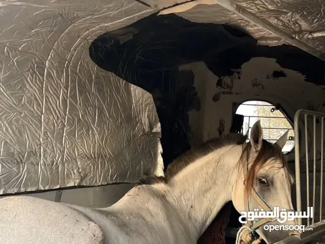 فرس جواز اتحاد