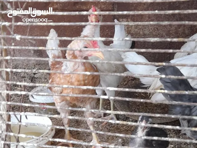 دجاج للبيع 