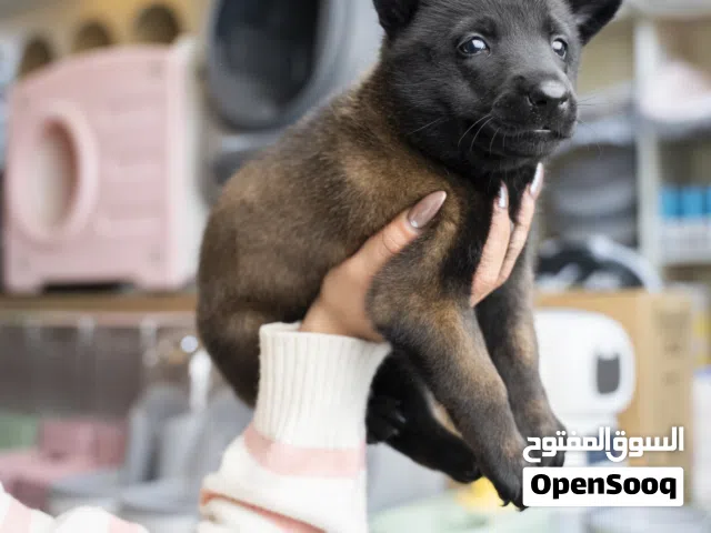 جـــــراء بلجيكي مالينو... قوة – ذكاء – ولاء بلا حدود جاهزين ليكونوا شركاءك المثاليين في الحراسة وال