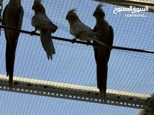 طيور كوكتيل البيع