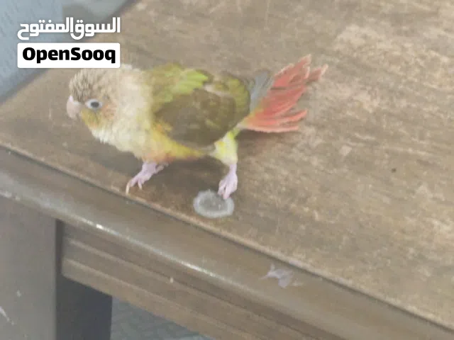 ببغاء كنيور اناناس