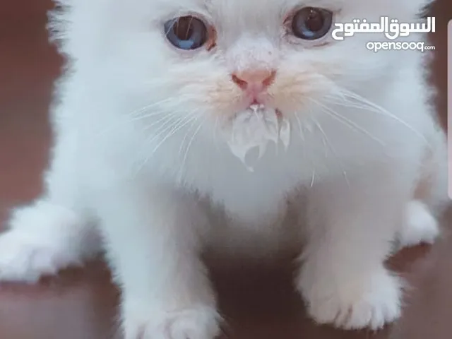 قطط إناث شيرازي Cats for free Adoption