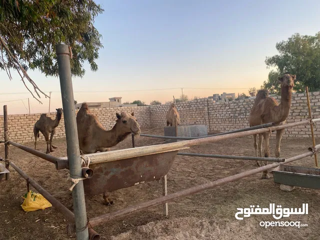 جمل للبيع ، العدد ثلاث
