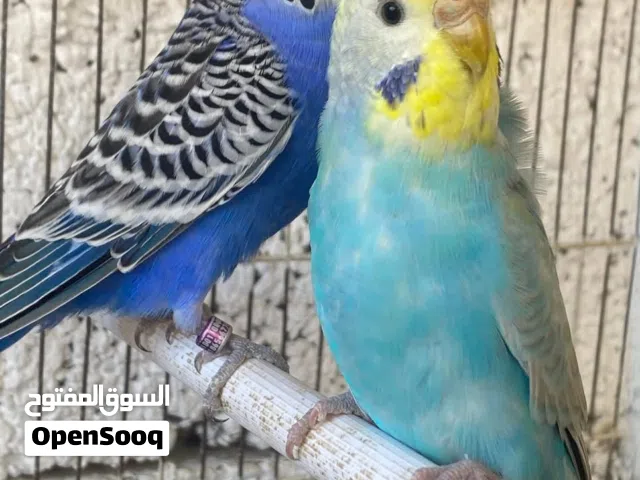 جوز بقلينو مشوش متوفر ريش مصراته بي جنب جزيره قراره