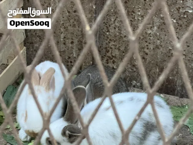 ارانب بابيون للبيع عمر 40 يوم