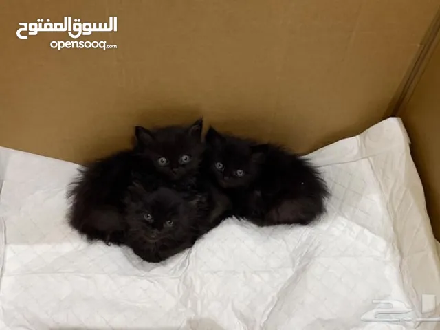 قطه شيرازي للبيع بسعر رمزي 15