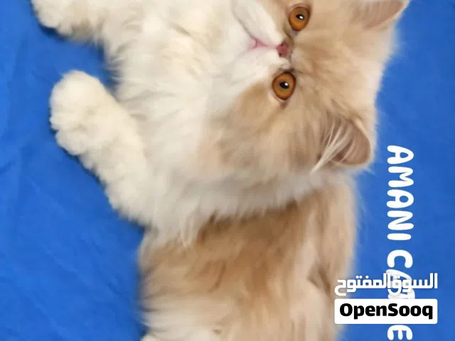 ذكر بيكي فيس بيور منتج