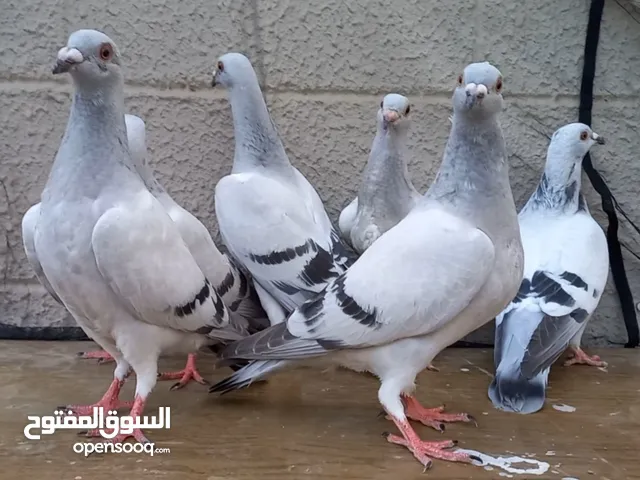 للبيع زاجل ايس العدد 6 العمر 25 ذكور واناث