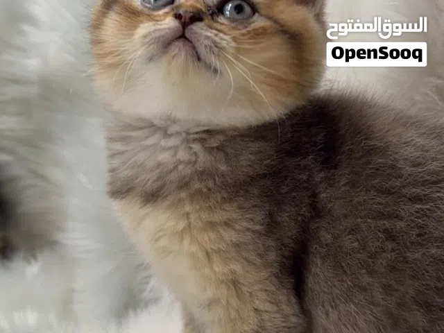 سكوتش استريت