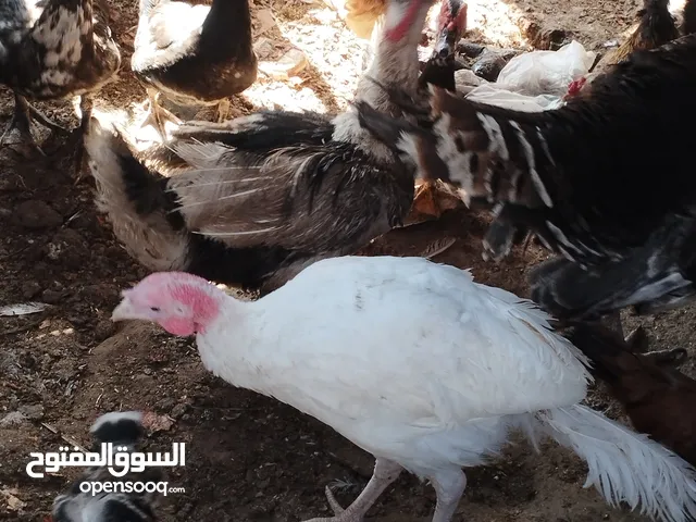 طيور متنوعه نضيفه كتير ترباية بيت مو قصص تجار
