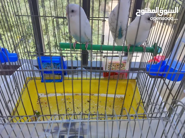 طيور حب بادجي لون مميز