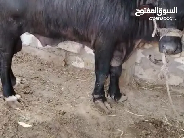شفج عمرة 3 سنوات