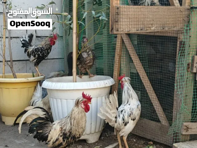 دجاج كويتي