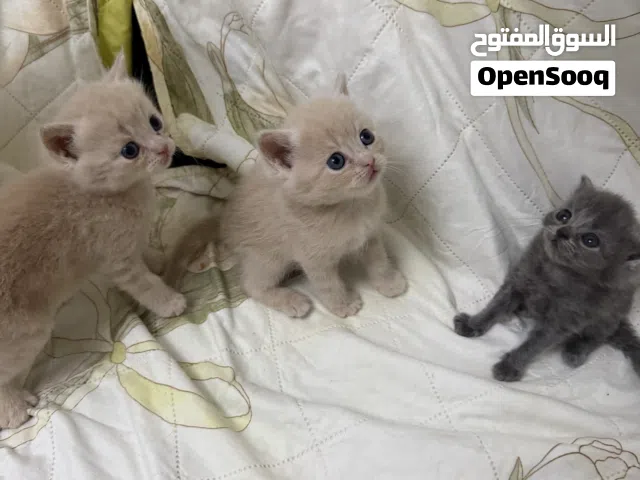 3 cute kittens for sale