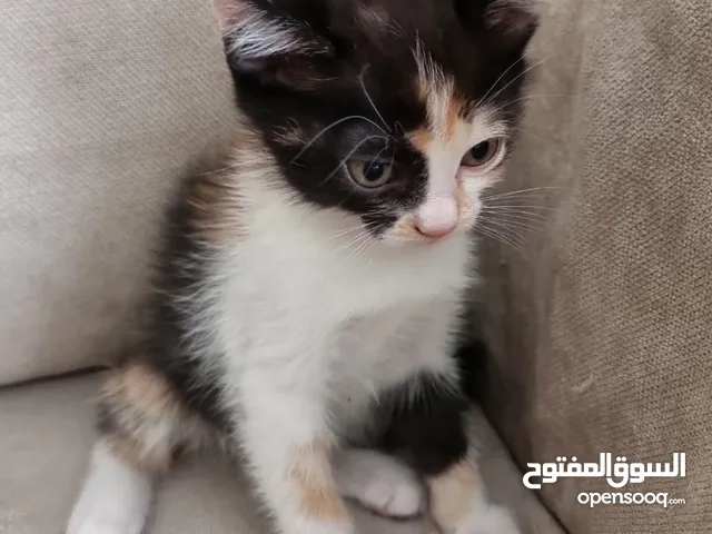 قطه للتبني