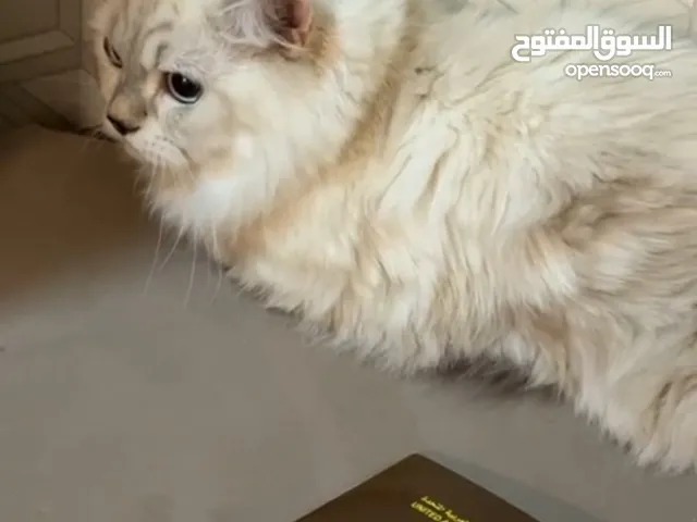 قطط هملايا ذكر