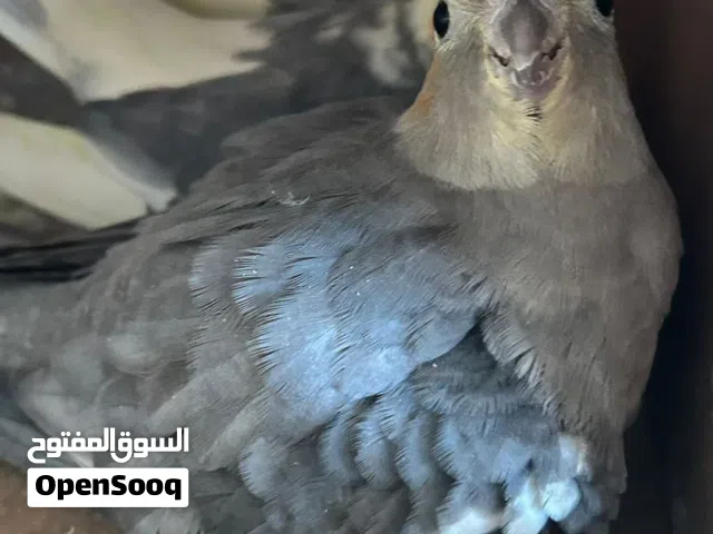 للبيع زوج كوكتيل ممتاز