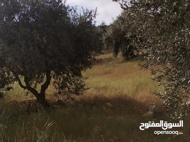 Farm Land for Sale in Zarqa Al-Kamsha