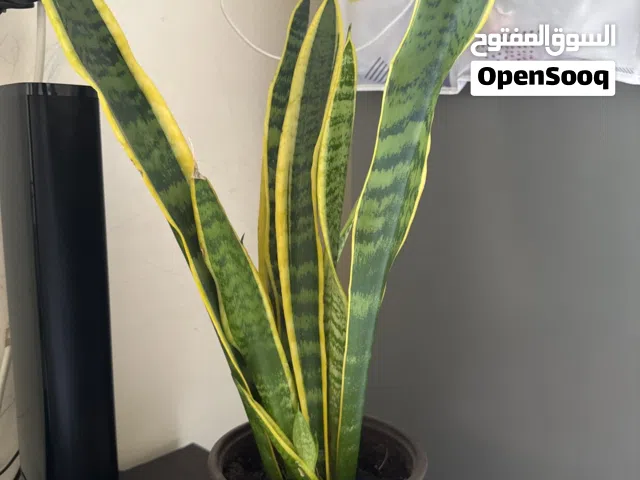 Snake plant