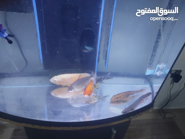 سمك مع الحوض لدواعي السفر