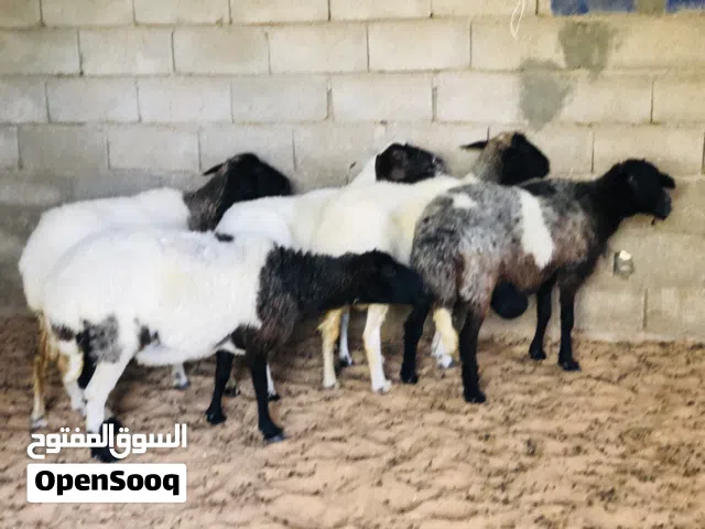 السلام عليكم نعاج لبيع بي سعر 1330