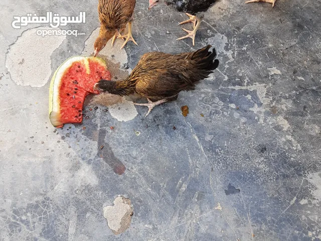 متاح دجاجات عرب