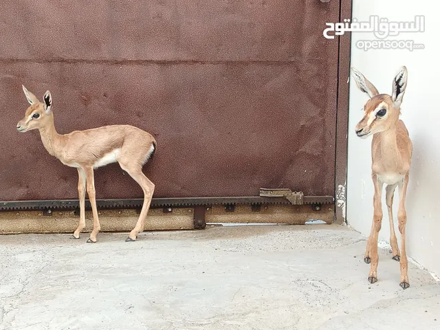 اقرأ تفاصيل غزلان الديماني ذكور 2