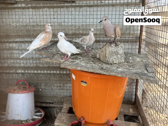 يمام او عفاد لبيع