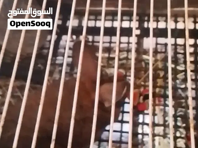 متاح بفضل الله أرانب للبيع عدد 9 اناثي و ذكر شغلات