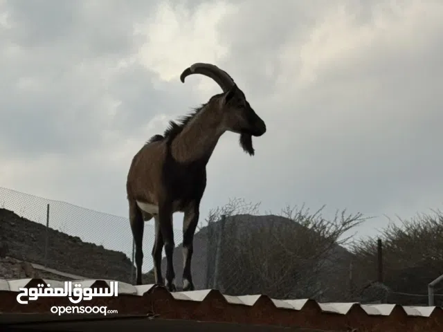 للبيع وعل النوبي مهجن درجه اولى العدد 3 تيس وعنز وسخل