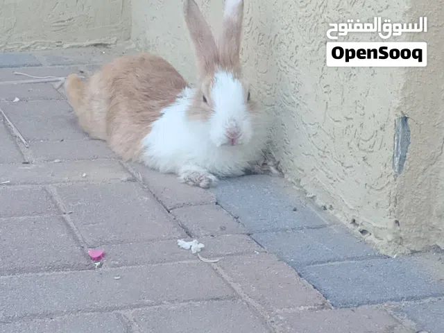 ارنبه هولنديه (انثى) جميله وتحب الناس قابل للتفاوض