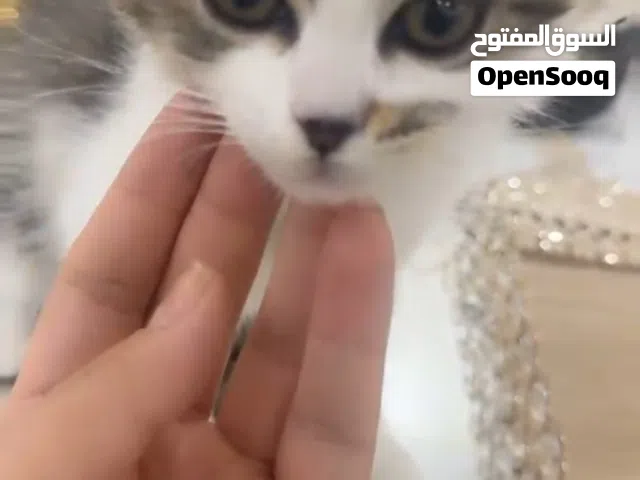 قطة صغيرة عمرها شهرين للتبني