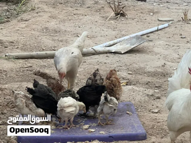 دجاجة وراها 10   للبيع او مراوس
