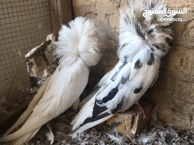 حمام فوطا زينه نظيفات وصاحيات فول