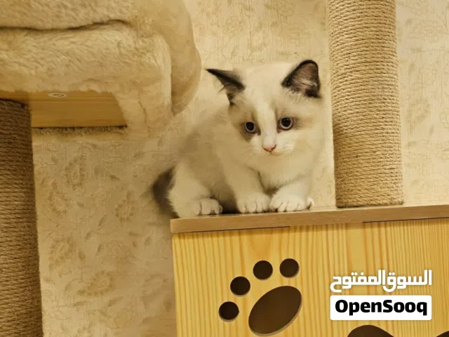Ragdoll راغدول
