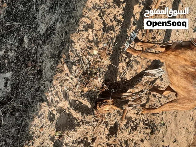 ذكر بيتبول .شراسه نار .البيع مستعجل